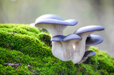 Studies Show the Powerful Impact Magic Mushrooms Have on Treating Depression, PTSD, Anxiety